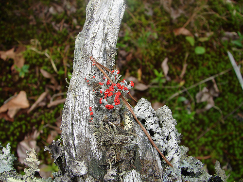 British soldier lichen growing on side of a tree